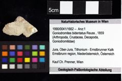 Foto (Objket + Etiketten) von Goniodromites complanatus (Reuss, 1858) 